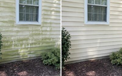 Algae on Siding: What Causes Green Buildup